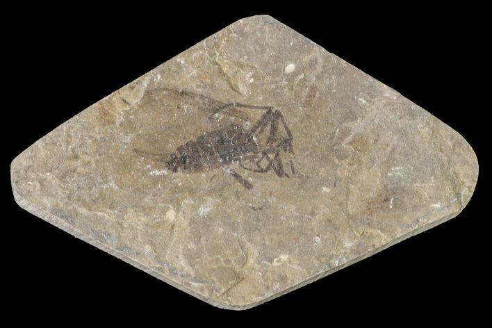 Fossil March Fly (Plecia) - Green River Formation #154491